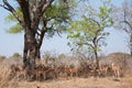 Impala herd