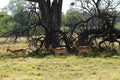 Impala Herd