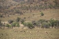 Impala herd at Pilanesberg National Park, South Africa