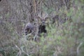 Impala Hiding in the Wilderness in Africa