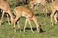 Impala in Hluhluwe Game Reserve - South Africa Royalty Free Stock Photo