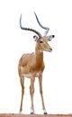 Impala isolaterd on white background Royalty Free Stock Photo