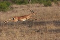 Impala Jump Royalty Free Stock Photo