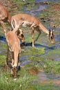 Impala in the Kruger National Park