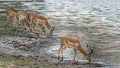 Impala in Kruger National park, South Africa