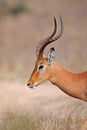 Impala, Kruger park, South Africa Royalty Free Stock Photo