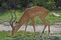 Impala in Lake Manyara National Park, Tanzania