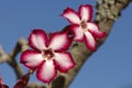 Impala lily Royalty Free Stock Photo