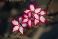 Impala lily Royalty Free Stock Photo