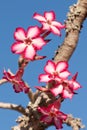 Impala lily Royalty Free Stock Photo