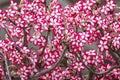 Impala Lily Adenium multiflorum in Kruger Park in South Africa