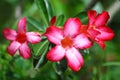 Impala lily : Adenium obesum Balf. Royalty Free Stock Photo