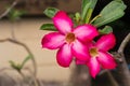 Impala Lily Adenium Adenium obesum Royalty Free Stock Photo