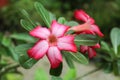 Impala Lily, Desert Rose Royalty Free Stock Photo