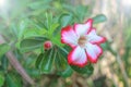 Impala Lily, Desert Rose, Mock Azalea Royalty Free Stock Photo