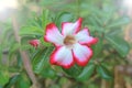 Impala Lily, Desert Rose, Mock Azalea Royalty Free Stock Photo