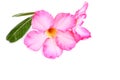 Impala Lily, Desert Rose, Mock Azalea, Pinkbignonia, Adenium fl Royalty Free Stock Photo