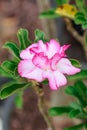 Impala Lily, Desert Rose, Mock Azalea Royalty Free Stock Photo