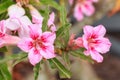 Impala Lily, Desert Rose, Mock Azalea, Pinkbignonia Royalty Free Stock Photo