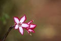 Impala lily flower Royalty Free Stock Photo