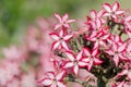 Impala Lily in Kruger Park South Africa Royalty Free Stock Photo