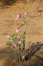 Impala lily, Kruger Park, South Africa Royalty Free Stock Photo