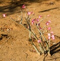 Impala lily, Kruger Park, South Africa Royalty Free Stock Photo