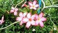 Impala Lily, Pink Bignonia