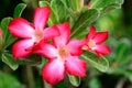 Impala lily Royalty Free Stock Photo