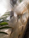 Impala Lily Seeds from The Pod Royalty Free Stock Photo