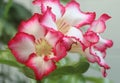 impala lily, white and red Adenium. Three flower