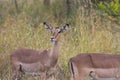 Impala in long grass Royalty Free Stock Photo