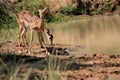 Impala on the look out Royalty Free Stock Photo