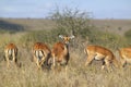 Impala looking into camera at Nairobi National Park, Nairobi, Kenya, Africa