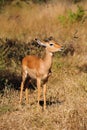 Impala Male (Aepyceros melampus) Royalty Free Stock Photo