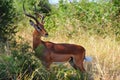 Impala Male (Aepyceros melampus) Royalty Free Stock Photo