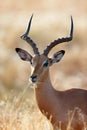 Impala male Royalty Free Stock Photo