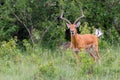 Impala Male Bellowing