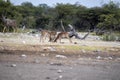 Impala male fight, Aepyceros melampus, Etosha National Park, Namibia Royalty Free Stock Photo