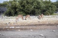 Impala male fight, Aepyceros melampus, Etosha National Park, Namibia Royalty Free Stock Photo