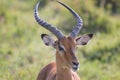 Impala male portrait close-up in Lake Nakuru National Park ,Kenya. Royalty Free Stock Photo