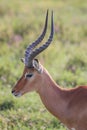 Impala male portrait close-up in Lake Nakuru National Park ,Kenya. Royalty Free Stock Photo