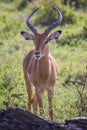 Impala male portrait close-up in Lake Nakuru National Park ,Kenya. Royalty Free Stock Photo