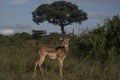 Impala male posing relaxed in the evening sun