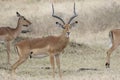 Impala male standing between females in the savannah