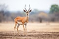 impala male standing watch over territory Royalty Free Stock Photo