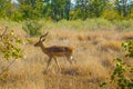 Impala male in wilderness Kruger Park Royalty Free Stock Photo