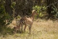 Impala female with her young