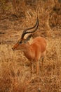 Impala Royalty Free Stock Photo