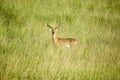 Impala in the middle of green grass of Lewa Wildlife Conservancy, North Kenya, Africa Royalty Free Stock Photo